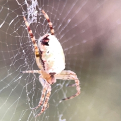 Araneus dimidiatus at Nicholls, ACT - 29 Mar 2024 03:32 PM