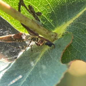 Theridion pyramidale at Nicholls, ACT - 29 Mar 2024