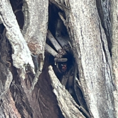 Isopedella pessleri (A huntsman spider) at Nicholls, ACT - 29 Mar 2024 by Hejor1