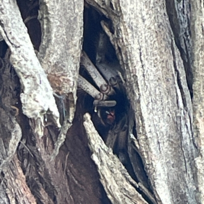 Isopedella pessleri (A huntsman spider) at Nicholls, ACT - 29 Mar 2024 by Hejor1