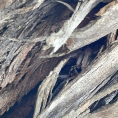 Isopedella pessleri at Nicholls, ACT - 29 Mar 2024