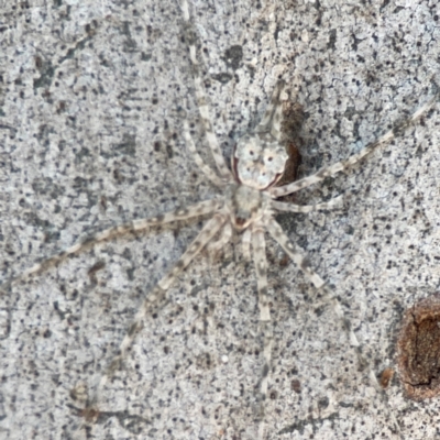 Tamopsis eucalypti (A two-tailed spider) at Nicholls, ACT - 29 Mar 2024 by Hejor1