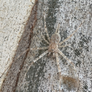 Tamopsis eucalypti at Nicholls, ACT - 29 Mar 2024 03:05 PM