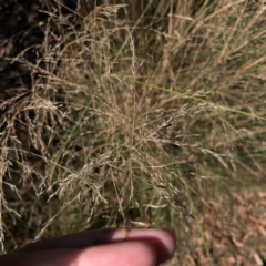 Eragrostis curvula (African Lovegrass) at Nicholls, ACT - 29 Mar 2024 by Hejor1