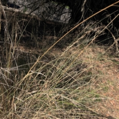 Eragrostis curvula at Nicholls, ACT - 29 Mar 2024