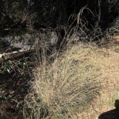 Eragrostis curvula at Nicholls, ACT - 29 Mar 2024