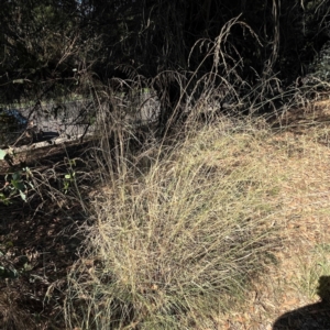 Eragrostis curvula at Nicholls, ACT - 29 Mar 2024