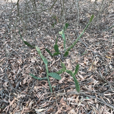 Opuntia elata (A Prickly Pear) at Nicholls, ACT - 29 Mar 2024 by Hejor1