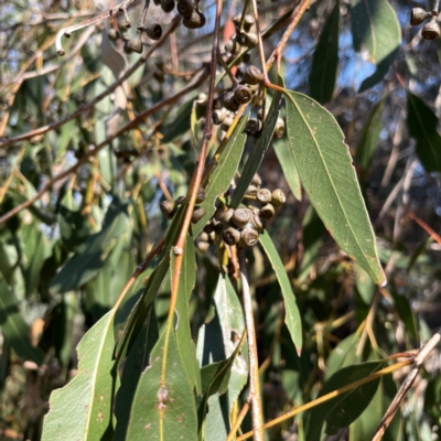 Eucalyptus dives (Broad-leaved Peppermint) at Nicholls, ACT - 29 Mar 2024 by Hejor1