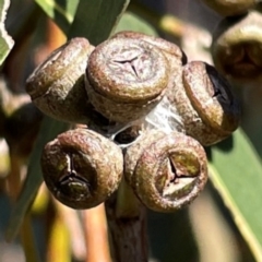 Eucalyptus dives at Nicholls, ACT - 29 Mar 2024