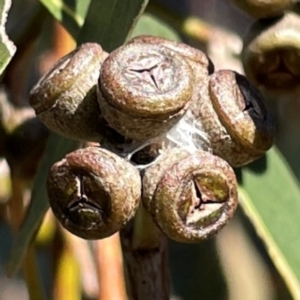 Eucalyptus dives at Nicholls, ACT - 29 Mar 2024