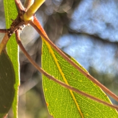 Eucalyptus dives at Nicholls, ACT - 29 Mar 2024