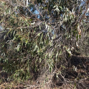 Eucalyptus dives at Nicholls, ACT - 29 Mar 2024