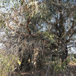 Eucalyptus dives at Nicholls, ACT - 29 Mar 2024