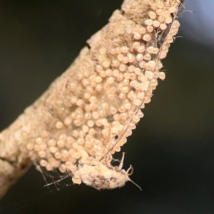 Anestia (genus) at Nicholls, ACT - 29 Mar 2024