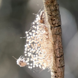 Anestia (genus) at Nicholls, ACT - 29 Mar 2024