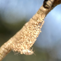 Anestia (genus) at Nicholls, ACT - 29 Mar 2024