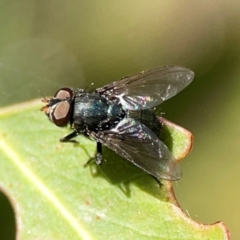 Diptera (order) at Nicholls, ACT - 29 Mar 2024 by Hejor1