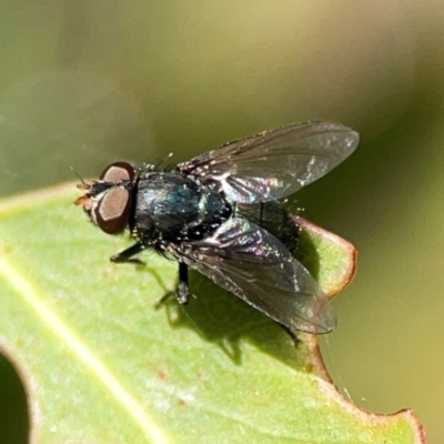 Unidentified Other true fly at Nicholls, ACT - 29 Mar 2024 by Hejor1