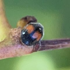 Diomus notescens (Little two-spotted ladybird) at Nicholls, ACT - 29 Mar 2024 by Hejor1