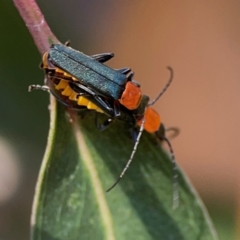 Chauliognathus tricolor (Tricolor soldier beetle) at Nicholls, ACT - 29 Mar 2024 by Hejor1