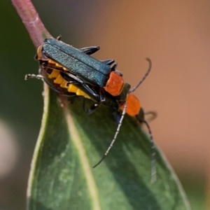 Chauliognathus tricolor at Nicholls, ACT - 29 Mar 2024