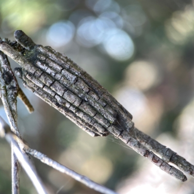 Clania ignobilis (Faggot Case Moth) at Nicholls, ACT - 29 Mar 2024 by Hejor1