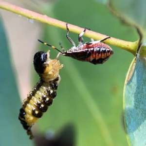 Paropsis atomaria at Nicholls, ACT - 29 Mar 2024