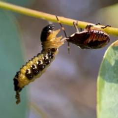 Paropsis atomaria at Nicholls, ACT - 29 Mar 2024