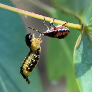 Oechalia schellenbergii at Nicholls, ACT - 29 Mar 2024