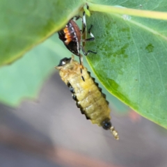 Oechalia schellenbergii at Nicholls, ACT - 29 Mar 2024 03:19 PM