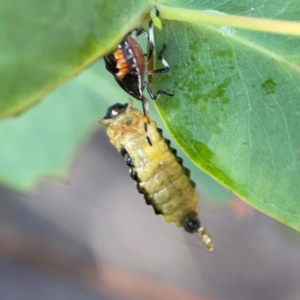 Oechalia schellenbergii at Nicholls, ACT - 29 Mar 2024