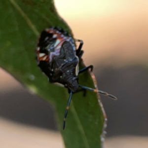 Oechalia schellenbergii at Nicholls, ACT - 29 Mar 2024