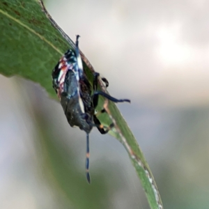 Oechalia schellenbergii at Nicholls, ACT - 29 Mar 2024