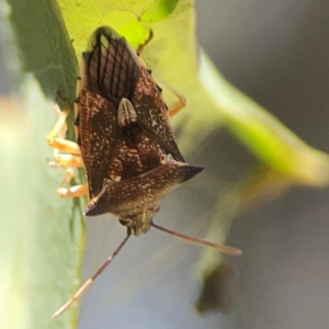 Oechalia schellenbergii at Nicholls, ACT - 29 Mar 2024