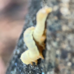 Pergidae sp. (family) at Nicholls, ACT - 29 Mar 2024