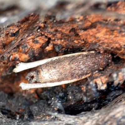 Trigonocyttara clandestina (Less-stick Case Moth) at Nicholls, ACT - 29 Mar 2024 by Hejor1