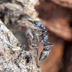 Myrmecia piliventris at Nicholls, ACT - 29 Mar 2024