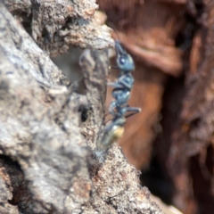 Myrmecia piliventris at Nicholls, ACT - 29 Mar 2024