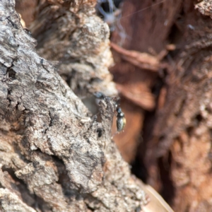 Myrmecia piliventris at Nicholls, ACT - 29 Mar 2024