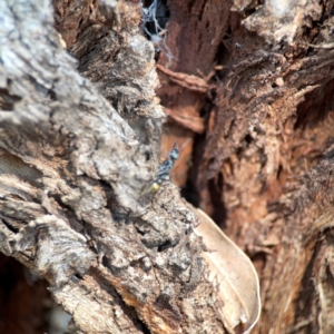 Myrmecia piliventris at Nicholls, ACT - 29 Mar 2024