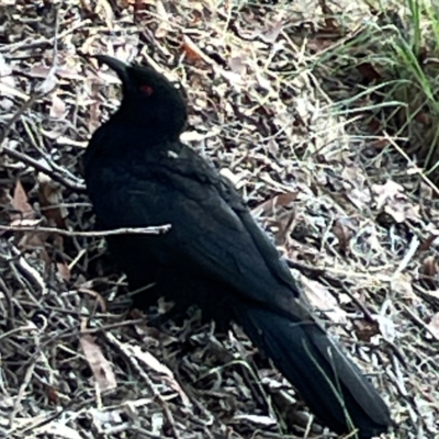 Corcorax melanorhamphos (White-winged Chough) at Nicholls, ACT - 29 Mar 2024 by Hejor1