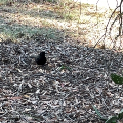 Corcorax melanorhamphos at Nicholls, ACT - 29 Mar 2024 03:42 PM