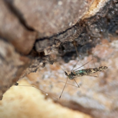 Discobola sp. (genus) (A crane fly) at Nicholls, ACT - 29 Mar 2024 by Hejor1
