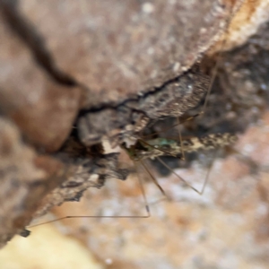 Discobola sp. (genus) at Nicholls, ACT - 29 Mar 2024