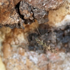 Discobola sp. (genus) at Nicholls, ACT - 29 Mar 2024