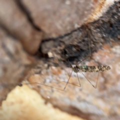 Discobola sp. (genus) at Nicholls, ACT - 29 Mar 2024