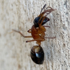 Camponotus consobrinus (Banded sugar ant) at Nicholls, ACT - 29 Mar 2024 by Hejor1