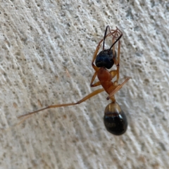 Camponotus consobrinus at Nicholls, ACT - 29 Mar 2024