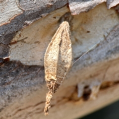 Hyalarcta nigrescens (Ribbed Case Moth) at Nicholls, ACT - 29 Mar 2024 by Hejor1